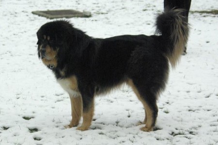 YORK Henriet´s garden,(DALOU x RAMILA)